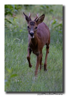 Ree - Roe deer