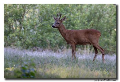 Ree - Roe Deer