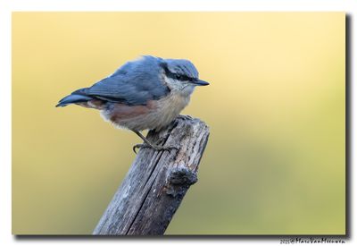 Boomklever - Nuthatch