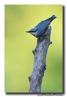Boomklever - Nuthatch 