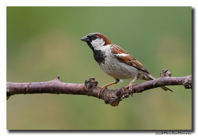 Huismus - House Sparrow