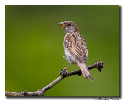 Huismus - House Sparrow