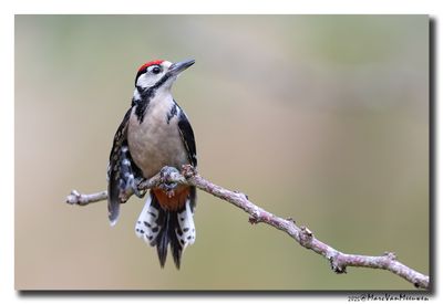 Grote Bonte Specht - Great Spotted Woodpecker