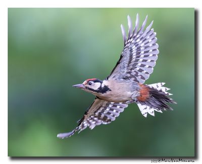Grote Bonte Specht - Great Spotted Woodpecker