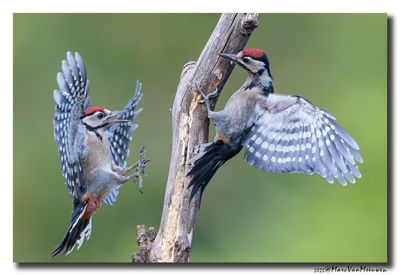 Grote Bonte Specht - Great Spotted Woodpecker