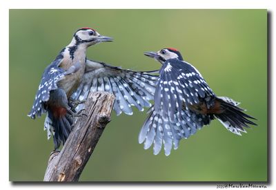 Grote Bonte Specht - Great Spotted Woodpecker