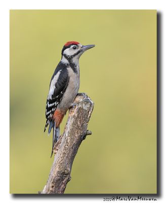 Grote Bonte Specht - Great Spotted Woodpecker