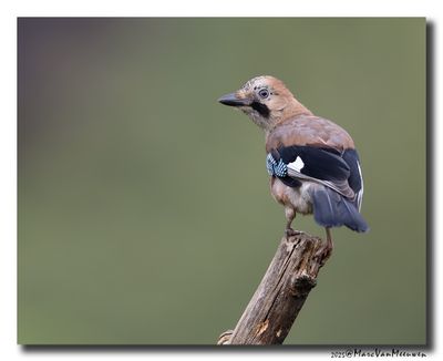 Gaai - Jay