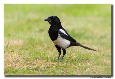Ekster - Magpie
