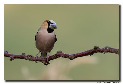 Appelvink - Hawfinch