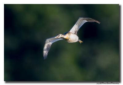 Fuut - Great Crested Grebe