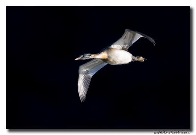 Fuut - Great Crested Grebe