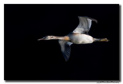Fuut - Great Crested Grebe