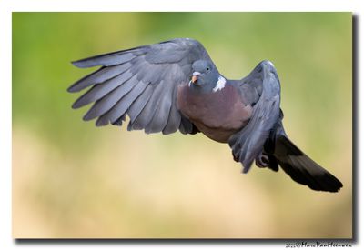 Houtduif - Wood Pigeon