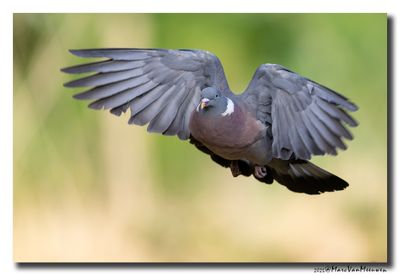 Houtduif - Wood Pigeon