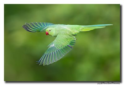 Halsbandparkiet - Rose-ringed Parakeet