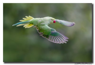 Halsbandparkiet - Rose-ringed Parakeet