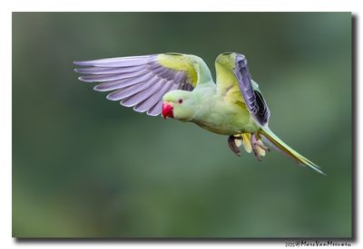 Halsbandparkiet - Rose-ringed Parakeet