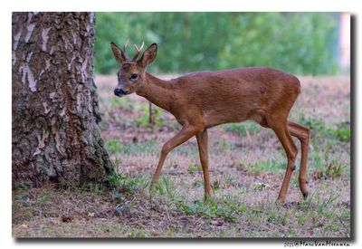 Ree - Roe deer