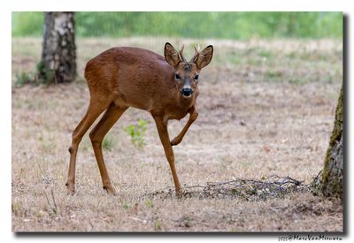 Ree - Roe deer