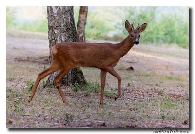 Ree - Roe deer