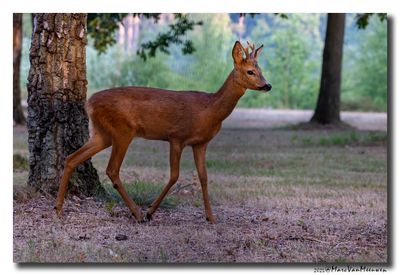 Ree - Roe deer