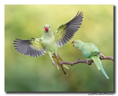 Halsbandparkiet - Rose-ringed Parakeet