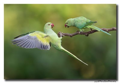 Halsbandparkiet - Rose-ringed Parakeet
