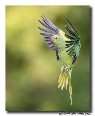 Halsbandparkiet - Rose-ringed Parakeet