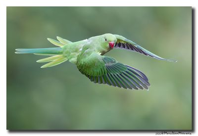 Halsbandparkiet - Rose-ringed Parakeet