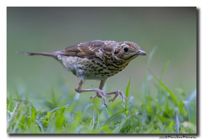 Zanglijster - Song Thrush