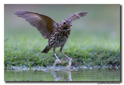 Zanglijster - Song Thrush
