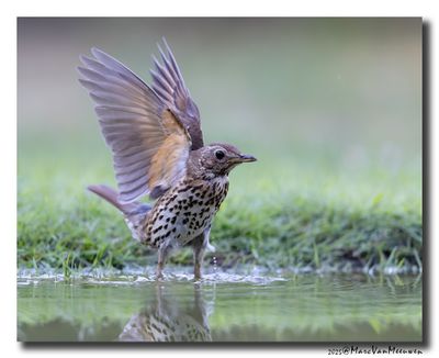 Zanglijster - Song Thrush