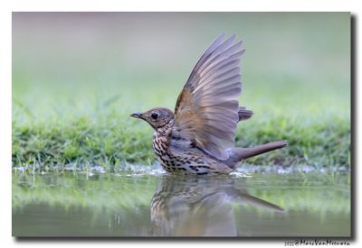 Zanglijster - Song Thrush