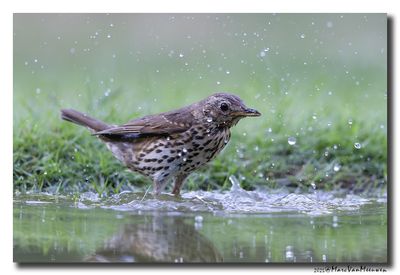 Zanglijster - Song Thrush