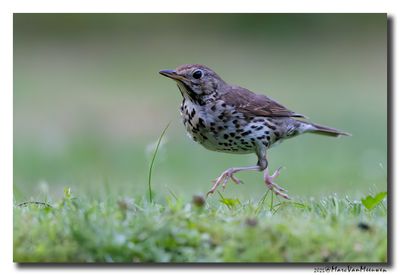 Zanglijster - Song Thrush 