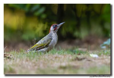 Groene Specht - Green Woodpecker