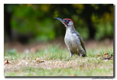 Groene Specht - Green Woodpecker