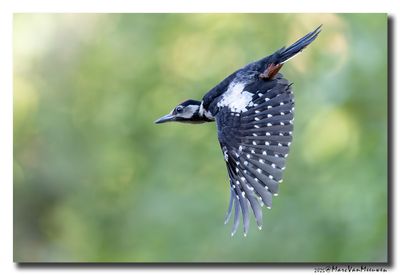 Grote Bonte Specht - Great Spotted Woodpecker