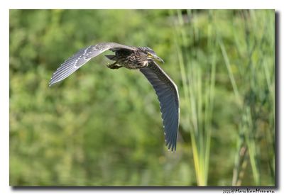 Kwak - Black-crowned Night-Heron