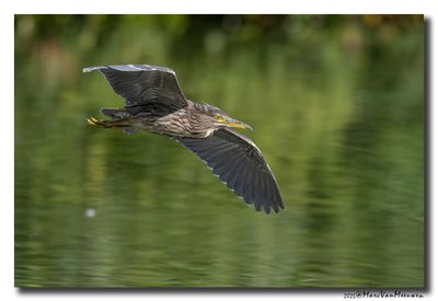 Kwak - Black-crowned Night-Heron
