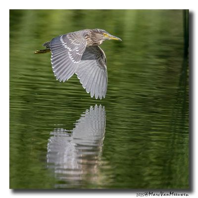 Kwak - Black-crowned Night-Heron