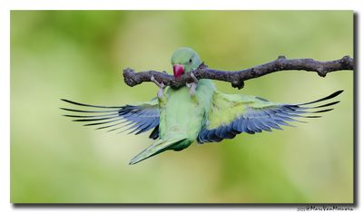 Halsbandparkiet - Rose-ringed Parakeet