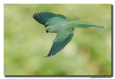Halsbandparkiet - Rose-ringed Parakeet