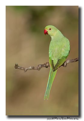 Parakeets