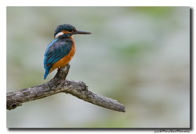 Ijsvogel - Kingfisher