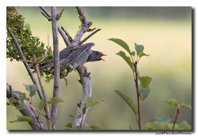 Koekoek - Cuckoo