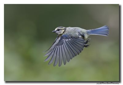 Pimpelmees - Blue Tit