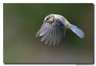Pimpelmees - Blue Tit