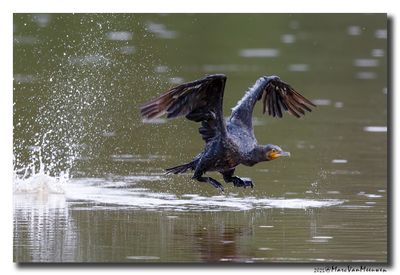 Aalscholver - Great Cormorant